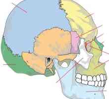 Oasele din jurul craniului. Oase legate de craniu