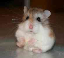 Robotovski hamster: îngrijire, conținut, natură, cost