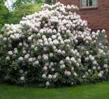 Rhododendron: pregătire pentru iarnă. Reguli de bază și sfaturi