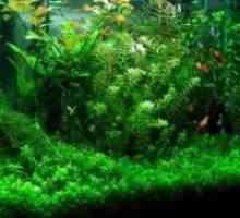 Hornwort în acvariu: îngrijire și condiții. Cum să plantezi într-un acvariu Cuban, roșu-stemmed,…