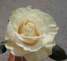 Rose Mondial: regina printre trandafiri albi