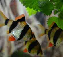 Fish barbs Sumatran: fotografii, conținut, reproducere, compatibilitate
