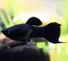Pește negru: fotografie și descrierea celor mai populari locuitori ai acvariilor