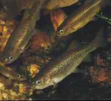 Peșteșcul comun (minnow-belladonna): descriere, distribuție