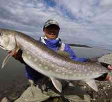 Pescuitul în Siberia: caracteristici și beneficii