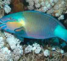 Pești din Marea Roșie: descriere și caracteristici. Flora și fauna din Marea Roșie