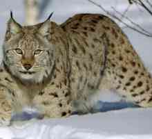 Lynx: caracteristică, descriere. Cum se protejează râsul de inamici?