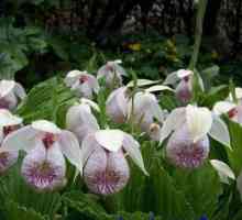 Orhideea de grădină: specie, plantare, îngrijire, particularități de cultivare