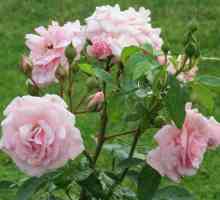Garden Rose: plantare și îngrijire, reguli de creștere