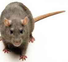 Cel mai mare șobolan din lume: câștigătorul în funcție de greutate și câștigătorul după mărime