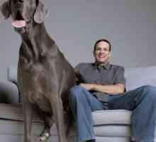 Cel mai înalt câine din lume. Ce rase de caini sunt considerate a fi cele mai mari