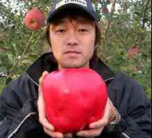 Самое большое в мире яблоко: на ветке и на постаменте