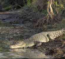 Cei mai mari crocodili din lume: soiurile și descrierea lor