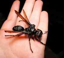 Cele mai mari insecte din lume: fotografii