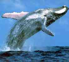 Cele mai mari animale ale planetei: balene albastre