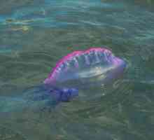Cele mai interesante fapte despre meduze. Meduze: fapte interesante, tipuri, structură și…