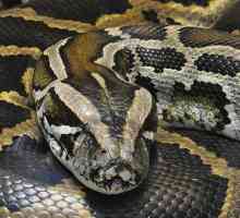 Cei mai mari șerpi: tigrul python