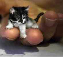 Cele mai mici pisici din lume și caracteristicile lor