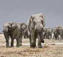 Cel mai mare elefant din lume