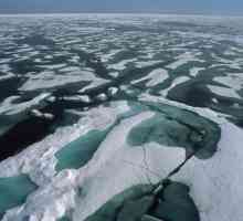 Cel mai rece ocean de pe planetă: climatul și lumea organică