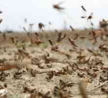 Locusts (acridas) - ce este? Descrierea insectelor