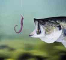 Secretele de pescuit: o momeală pentru pești