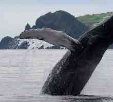 Herring balena: descriere, habitat, reproducere, nutriție