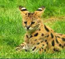 Serval (pisică): descriere, caracter, fotografie. Conținutul pisicii era servitor la domiciliu