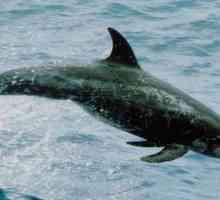 Delfinul gri: trăsături ale speciei