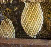 Darul generos al naturii este mierea în faguri de miere. Cât de util este produsul apiculturii?