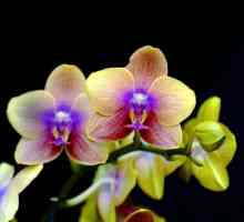 Chic orhidee. Cum să îngrijești acasă pentru aceste culori tropicale în mod corect?