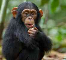 Chimpanzeul: genul substantivului