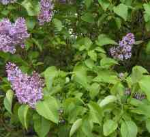 Lilac Ordinary - proprietăți utile, descriere și fapte interesante