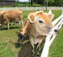 Cât de mult lapte dă o zi o vacă și de ce depinde producția de lapte?