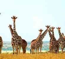 Câte girafe au vertebre cervicale? Răspunsul este aici!