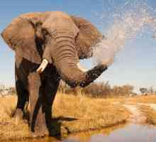 Cât costă un elefant african: comparații și fapte