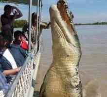 Cât costă crocodilul? Cel mai mic și cel mai mare crocodil. Câți crocodili trăiesc
