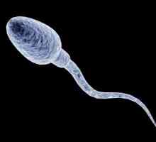 Cât trăiesc sperma și cât de mult stau cu ejacularea