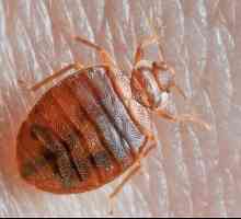 Câte bug-uri trăiesc: trăsăturile vieții, nutriție și fapte interesante