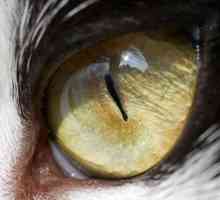 Un ochi captează: cauzele și caracteristicile tratamentului
