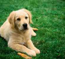 "Câinele a mâncat": sensul frazeologiei și cazurile de utilizare a acesteia