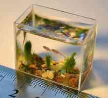 Conținutul peștilor de acvariu: cum se calculează volumul acvariului