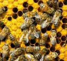 Interpretarea visului: Ce albine visează