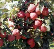Soiul Starkrimson (măr): descriere, fotografie, caracteristici ale cultivării