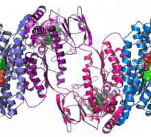 Compoziția de proteine: ce știm despre ea?