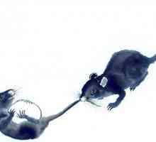Compatibilitatea șobolanilor masculi și a șobolanilor-femele. Perspectivele Uniunii