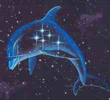 Constellation Dolphin - mic, dar interesant