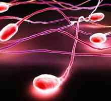 Sperma urmează: aceasta interferează cu fertilizarea?