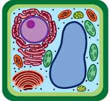 Сравните растительную и бактериальную клетки: черты сходства и различия