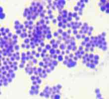 Staphylococcus un copil: simptome și tratament